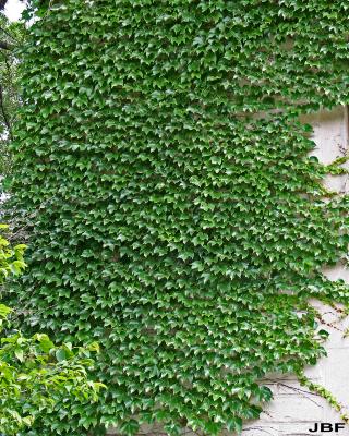 Parthenocissus tricuspidata (Sieb. & Zucc.) Planch. (Boston-ivy), vine, growth habit on stone wall