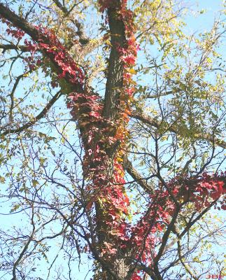 Parthenocissus quinquefolia (L.) Planch. (virginia creeper), vine, growth habit on tree