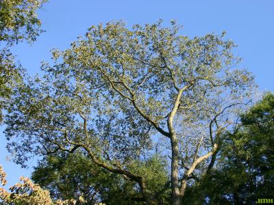 Ulmus rubra Muhl. (SLIPPERY ELM), growth habit, tree form