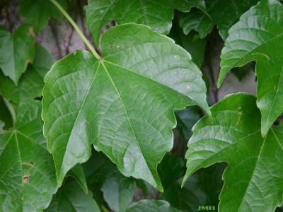 Parthenocissus tricuspidata (Sieb. & Zucc.) Planch. (Boston-ivy), vine, close-up of leaf