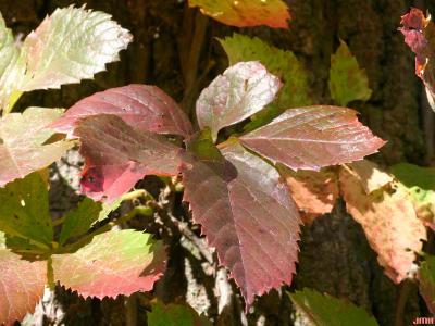 Parthenocissus quinquefolia (L.) Planch. (virginia creeper), vine, leaves, fall color