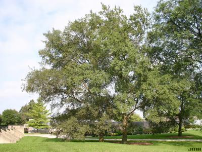 Ulmus parvifolia Jacq. (LACEBARK ELM), growth habit, tree form
