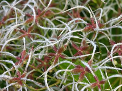 Seedheads, extreme close-up view