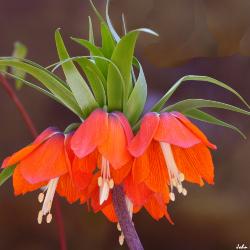 Fritillaria imperialis ‘Rubra Maxima’ (large red imperial fritillary), flower, leaves