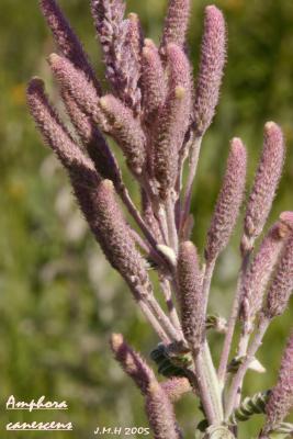 Amorpha canescens (leadplant), flower