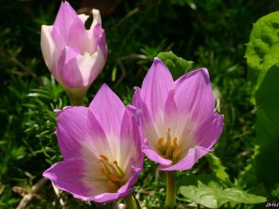 Tulipa L. (tulip), flowers, stamen, pistil