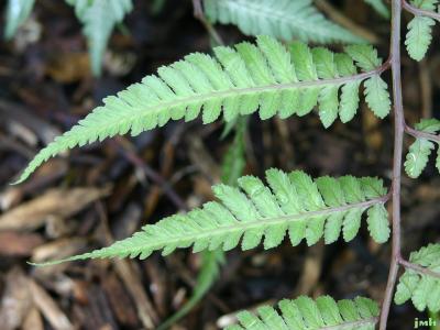 Athyrium niponicum var. pictum (Japanese painted fern), fern, close-up of pinnae