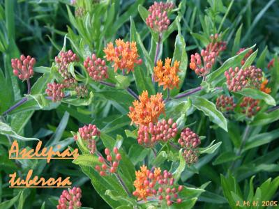 Asclepias tuberosa L. (butterfly weed), flower, buds, stem, leaves