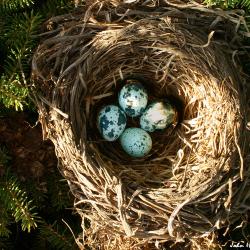 Bird's eggs in nest