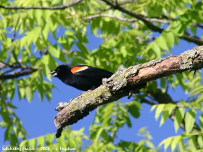 Red-winged blackbird perched on tree branch