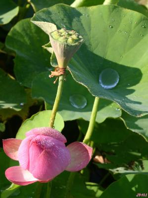 Nelumbo nucifera Gaertn. (sacred lotus), bud, seed head, leaves