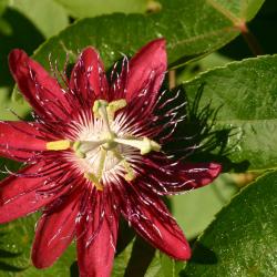 Passiflora L. 'Lady Margaret' (Hybrid passionflower), flower, leaves, pistil, stamen