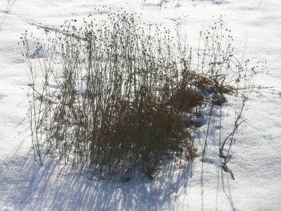 Grasses in snow, winter