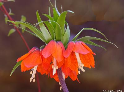 Fritillaria imperialis ‘Rubra Maxima’ (large red imperial fritillary), flower, leaves