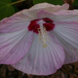 Hibiscus moscheutos L. (common rose-mallow), flower, stamen

