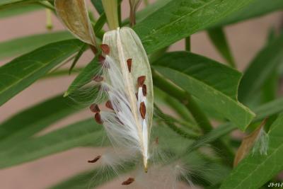 Asclepias tuberosa L. (butterfly weed), seed pod