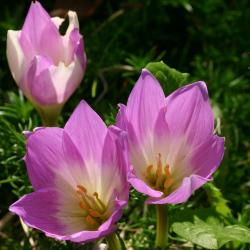 Tulipa L. (tulip), flowers, stamen, pistil