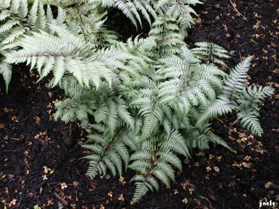 Athyrium niponicum var. pictum (Japanese Painted Fern), fern, growth habit