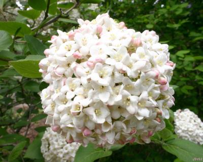 Viburnum farreri Stearn (fragrant viburnum), inflorescence