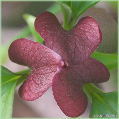 Trillium recurvatum Beck (red trillium), flowers