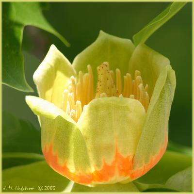 Liriodendron tulipifera L. (tulip-tree), flower, leaves