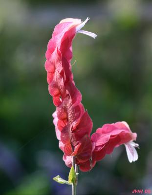 Justicia brandegeeana (shrimp plant), flower