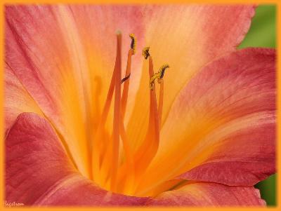 Hemerocallis L. (daylily), flower, stamen
