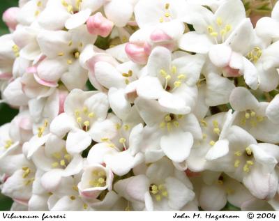 Viburnum farreri Stearn (fragrant viburnum), inflorescence