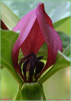 Trillium recurvatum Beck (red trillium), flower