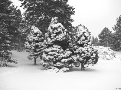 Picea glauca ‘Conica’ (Dwarf white spruce), habit