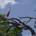 Great Blue Heron perched on branch