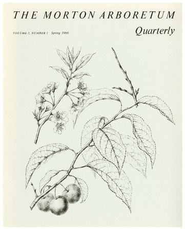 The Morton Arboretum Quarterly V. 02 No. 01