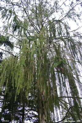 Picea abies (L.) Karsten (Norway spruce), habit