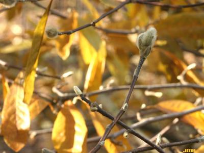 Resting bud among autumn leaves