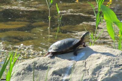 Turtle on rock in Meadow Lake