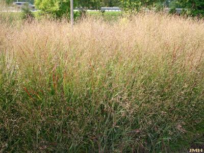 Unknown grasses