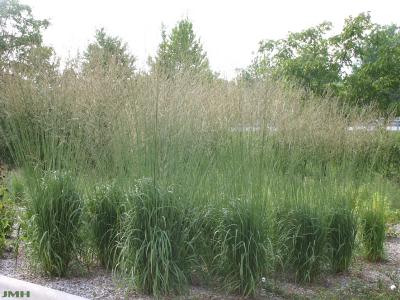Tufts of tall, green grasses
