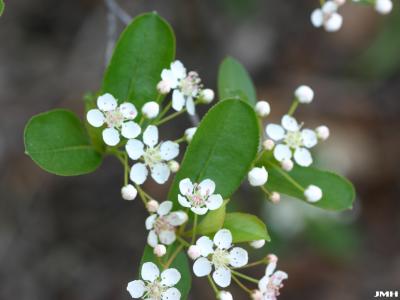 Small white flowers, rounded petals