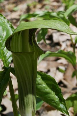 Arisaema triphyllum (Jack-in-the-pulpit), flower, side