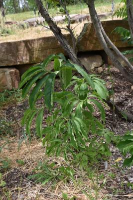 Arisaema dracontium (Green Dragon), habit, leaf, summer