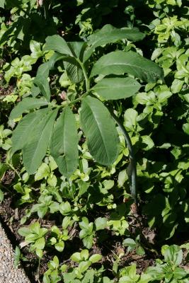 Arisaema dracontium (Green Dragon), habit, summer