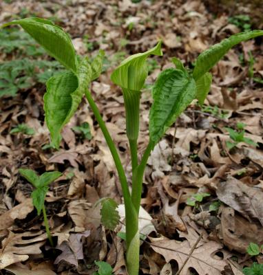 Arisaema triphyllum (Jack-in-the-pulpit), habit, spring