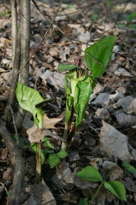 Arisaema triphyllum (Jack-in-the-pulpit), habit, spring