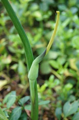 Arisaema dracontium (Green Dragon), flower, side