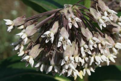 Asclepias syriaca (Common Milkweed), flower, full