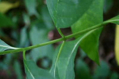 Asclepias exaltata (Poke Milkweed), bark, stem