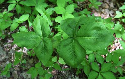 Arisaema triphyllum (Jack-in-the-pulpit), leaf, spring
