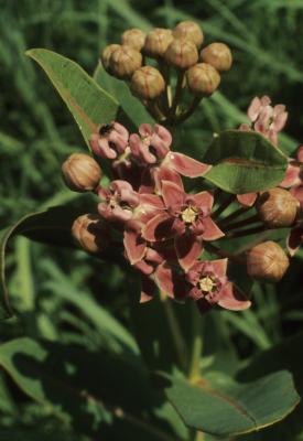 Asclepias sullivantii (Sullivant's Milkweed), flower, full, bud, flower