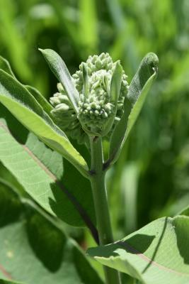 Asclepias syriaca (Common Milkweed), bud, flower