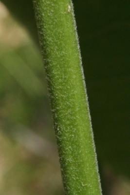 Asclepias syriaca (Common Milkweed), bark, stem